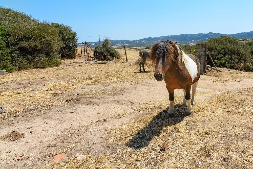 Agriturismo Lu Nodu Villa Greuli Eksteriør billede